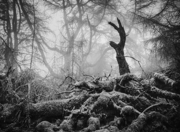 British Wildlife Photography Awards 2023: i vincitori - FOTO Cult