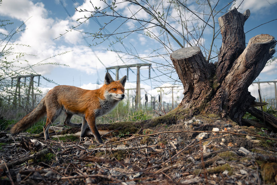 © Charlie Page, vincitore assoluto e vincitore della categoria Urban Wildlife del British Wildlife Photography Awards 2023