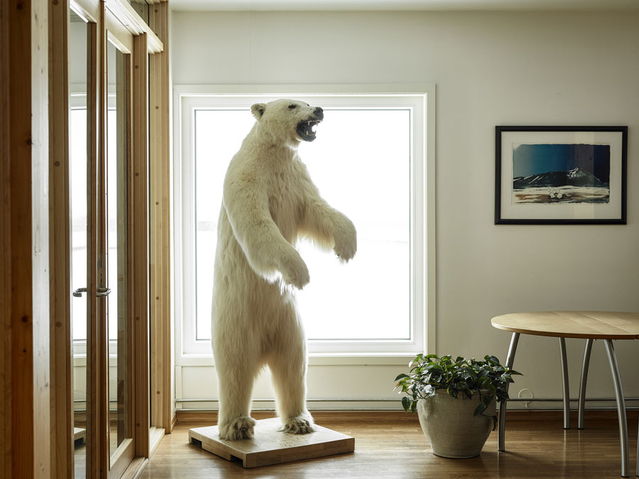 Base di ricerca di Ny Ålesund. Un orso polare all'ingresso della sala da pranzo della base. © Paolo Verzone