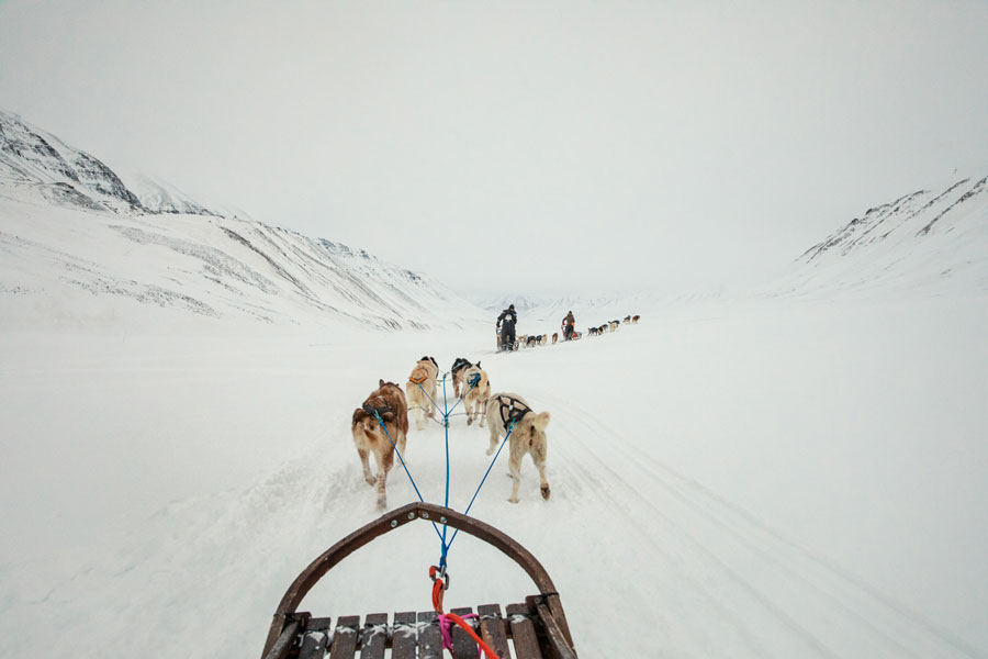 Longyearbyen Svalbard I cani da slitta sono spesso usati come mezzo di trasporto o per attività' ricreative. © Paolo Verzone