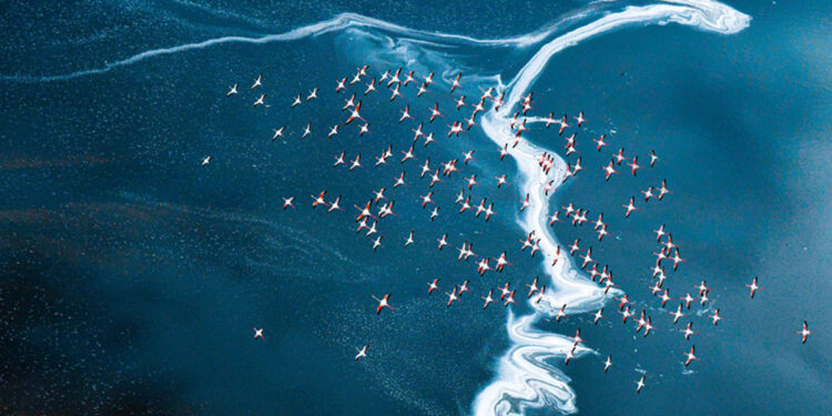 © HGY, Top 10 dell'ottava edizione di SkyPixel/Natura.