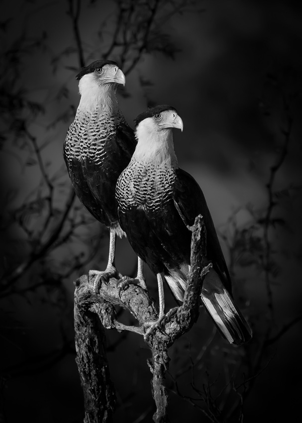 © Dinorah Graue Obscura, Mexico, Winner, Open Competition, Natural World & Wildlife, Sony World Photography Awards 2023