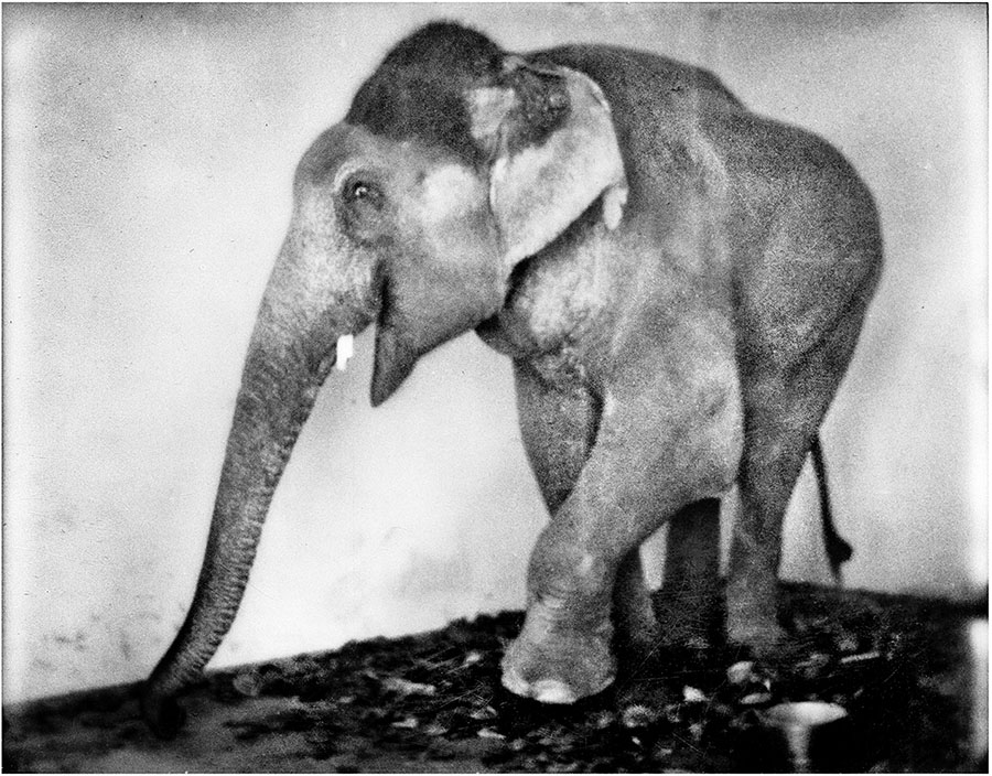 Elefante in cattività