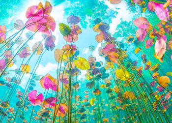 Chris Gug racconta la sua fotografia subacquea