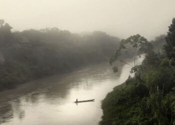 © Nicolò Lanfranchi, The Forest Knows