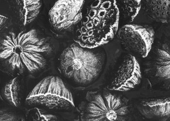 Mario De Biasi, Frutti di loto con brina