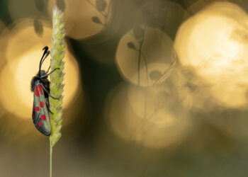 Close-up Photographer of the Year 2023