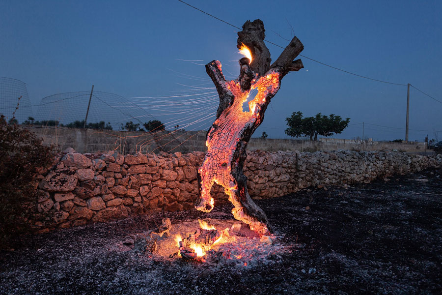 © Filippo Ferraro, Lost Roots, Il tronco di un ulivo in fiamme, Felline, Italia, 23 luglio 2020