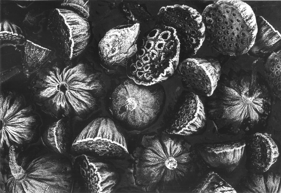 Mario De Biasi, Frutti di loto con brina, Parco delle Groane Castellazzo di Bollate 1980, stampa vintage ai sali di argento 30x40