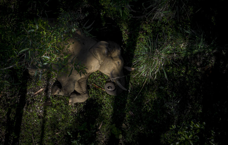 © Dhanu Paran, vincitore categoria Wildlife dei Drone Photo Awards 2023