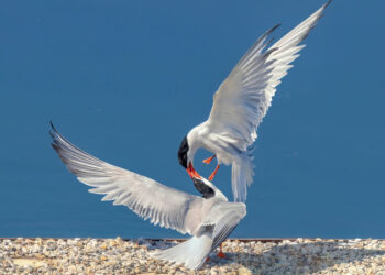 Matteo Prencipe, fotografare sterne in movimento