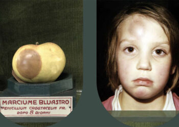 Erik Kessels. Mele e pere