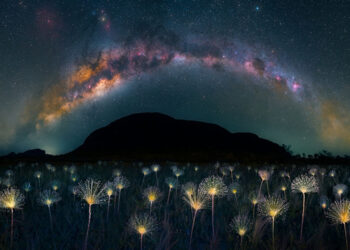 Marcio Cabral, vincitore categoria “Vegetal World” dell’Oasis Roero Photo Contest 2023.