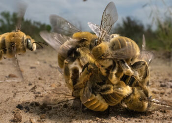 © Karine Aigner, vincitrice assoulta del Wildlife Photographer of the Year 2022