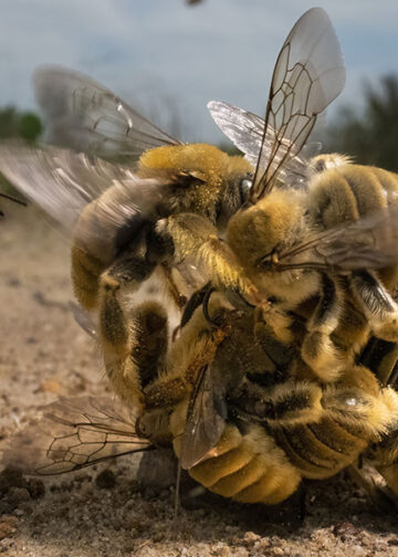© Karine Aigner, vincitrice assoulta del Wildlife Photographer of the Year 2022