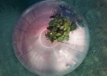 Nemo’s Garden - Noli, Italia, 2021 © Luca Locatelli