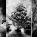 Anders Petersen, Napoli, 2022