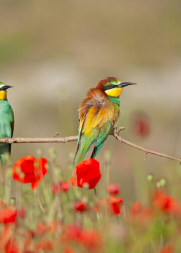 Enrico Galbiati. Gli splendidi colori dei gruccioni in una fotografia