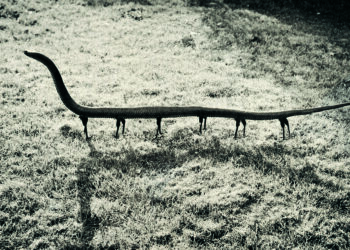 © Joan Fontcuberta, Solenoglypha