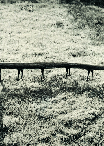 © Joan Fontcuberta, Solenoglypha