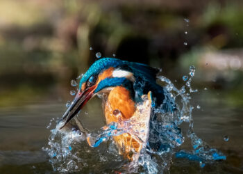Mattia Chersicola martin pescatore kingfisher