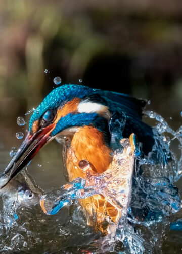 Mattia Chersicola martin pescatore kingfisher