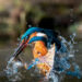 Mattia Chersicola martin pescatore kingfisher