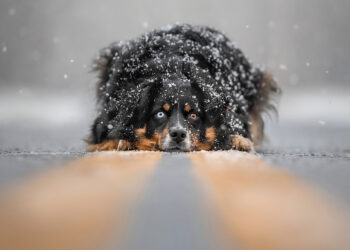 © Grace Fieselman, Serene Snowfall Dog Photography Awards 2023