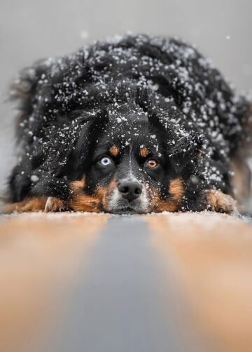 © Grace Fieselman, Serene Snowfall Dog Photography Awards 2023