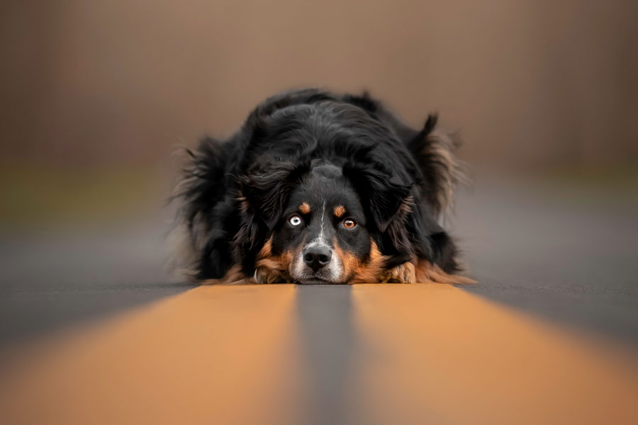 © Grace Fieselman. La prima fotografia scattata da Grace Fieselman al suo cane, Nala, sulla strada secondaria spesso scelta come ambientazione per le loro sessioni di dog photography.