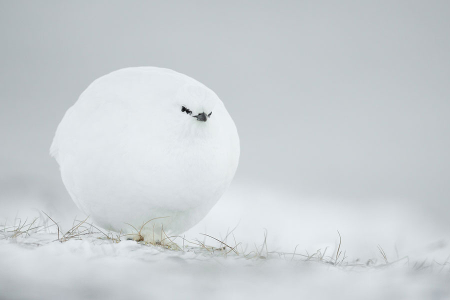 © Jacques Poulard, Snowball, Menzione d'onore Comedy Wildlife Photography Awards 2023