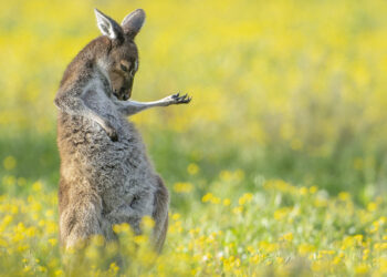 © Jason Moore, Air Guitar Roo. Vinciotre assoluto dei Comedy Wildlife Photography Awards 2023 e della categoria Creatures of the Land, Comedy Wildlife Photography Awards 2023
