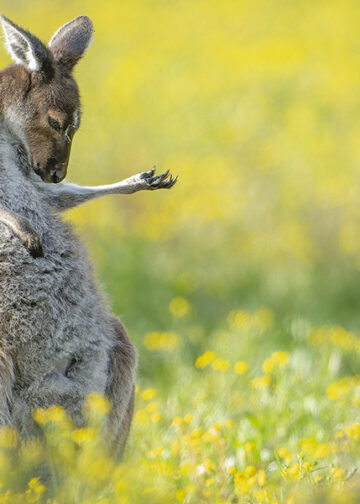© Jason Moore, Air Guitar Roo. Vinciotre assoluto dei Comedy Wildlife Photography Awards 2023 e della categoria Creatures of the Land, Comedy Wildlife Photography Awards 2023