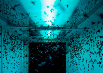 © Luigi Avantaggiato, vincitore foto singola ISPA 2023