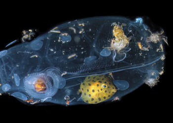 © Massimo Giorgetta, vincitore assoluto HIPA 2023