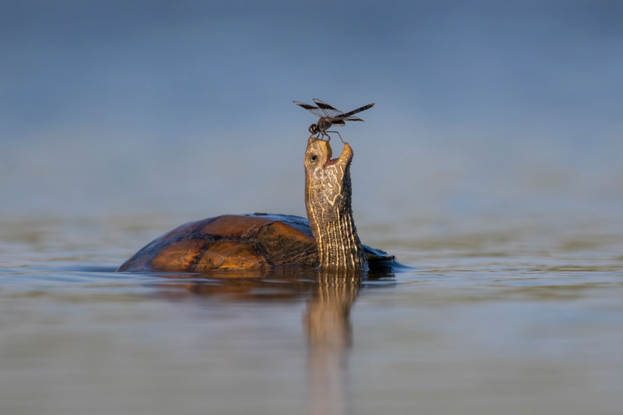© Tzahi Finkelstein, the happy turtle, Menzione d'onore Comedy Wildlife Photography Awards 2023