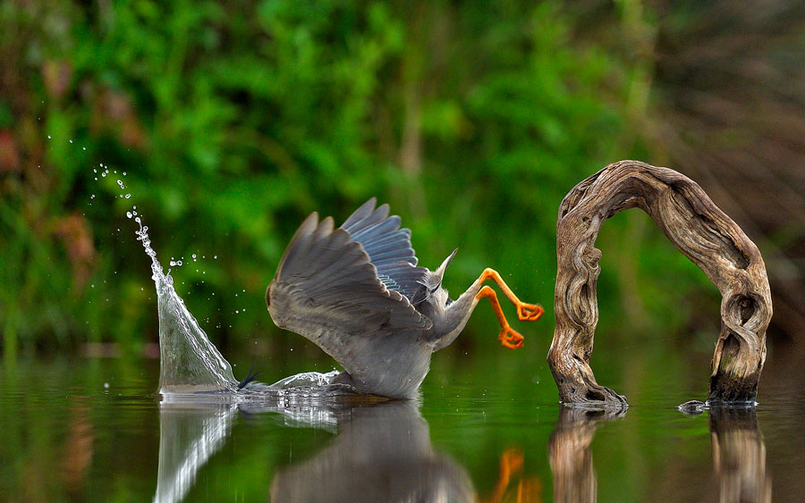 © Vittorio Ricci, Unexpected Plunge. Vincitore categoria Creatures of the Air, Comedy Wildlife Photography Awards 2023