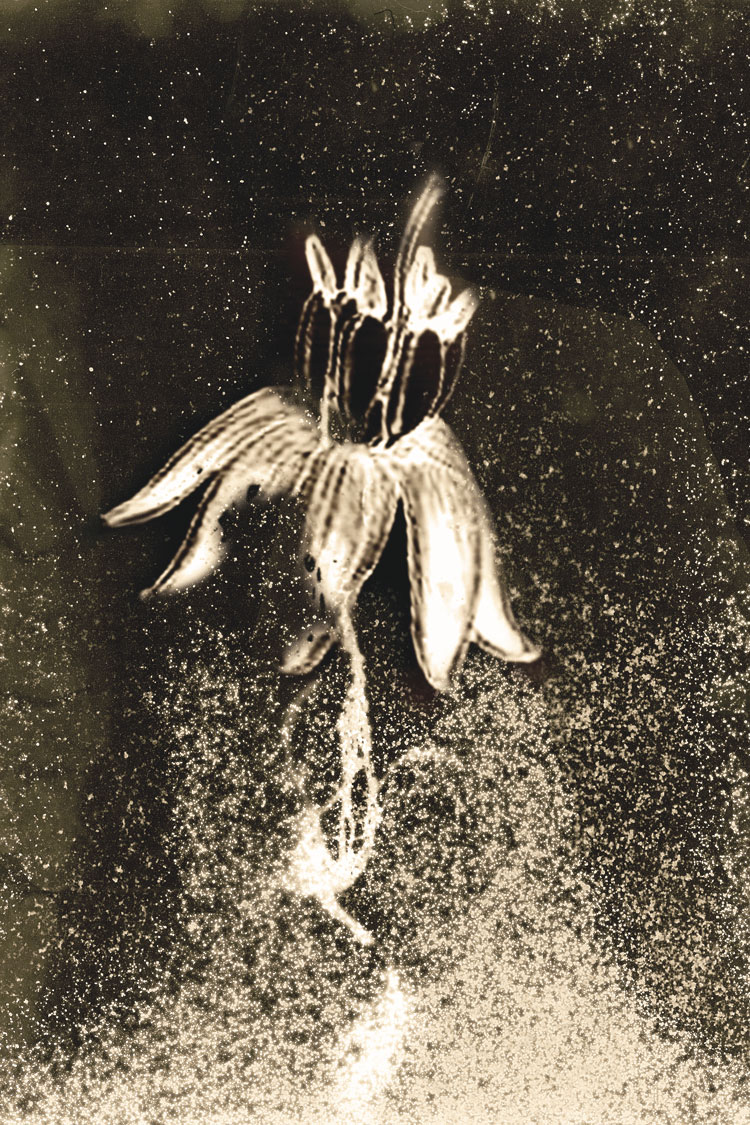 © Anaïs Tondeur, Comandra Umbellata Santalaceae, da Chernobyl Herbarium