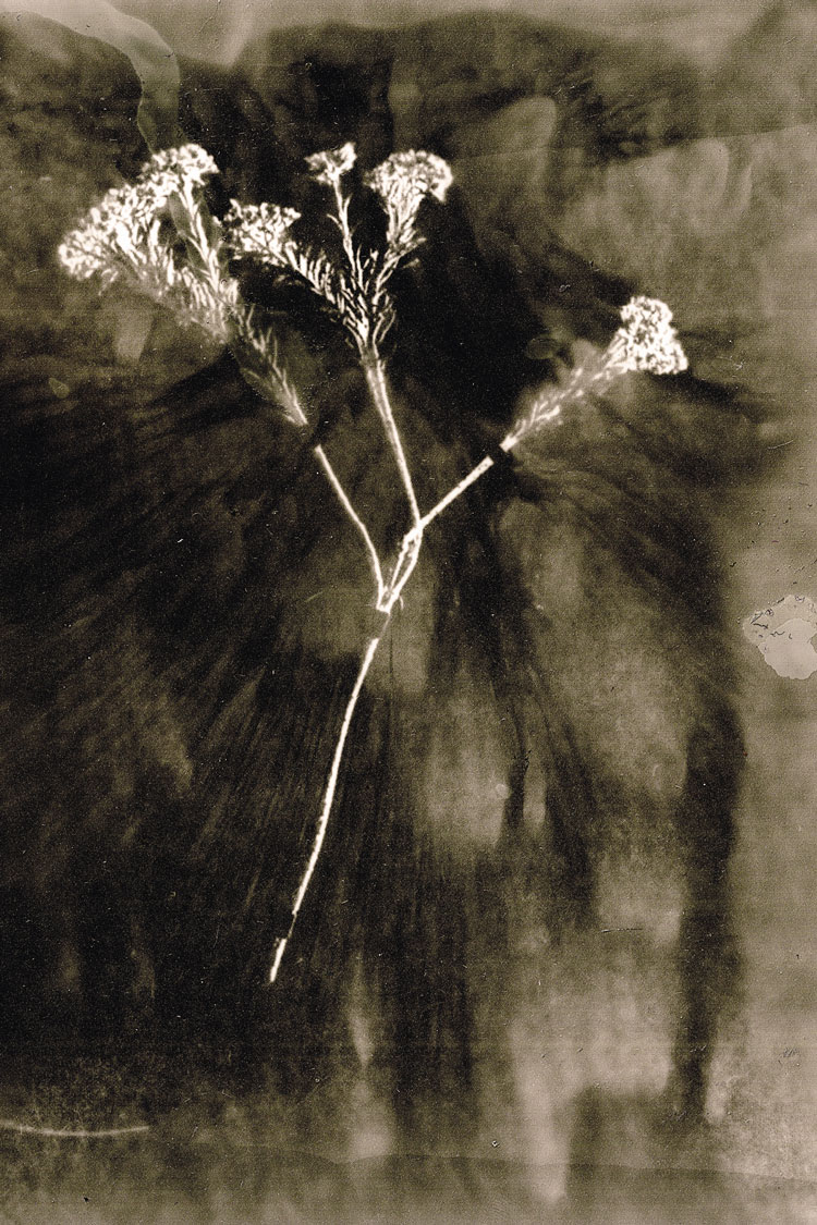 © Anaïs Tondeur, Linum usitatissimum, da Chernobyl Herbarium