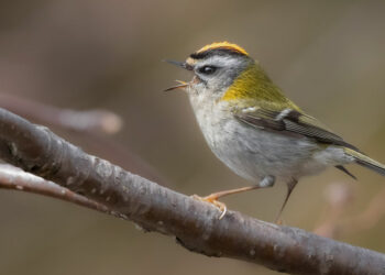 Gian Luca Tognon fiorrancino con teleconverter Canon
