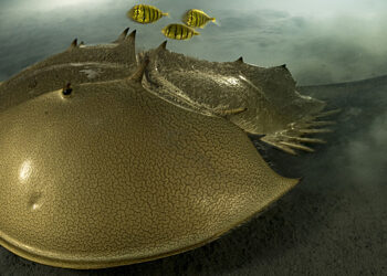 © Laurent Ballesta, vincitore assoluto Wildlife Photographer of the Year 2023
