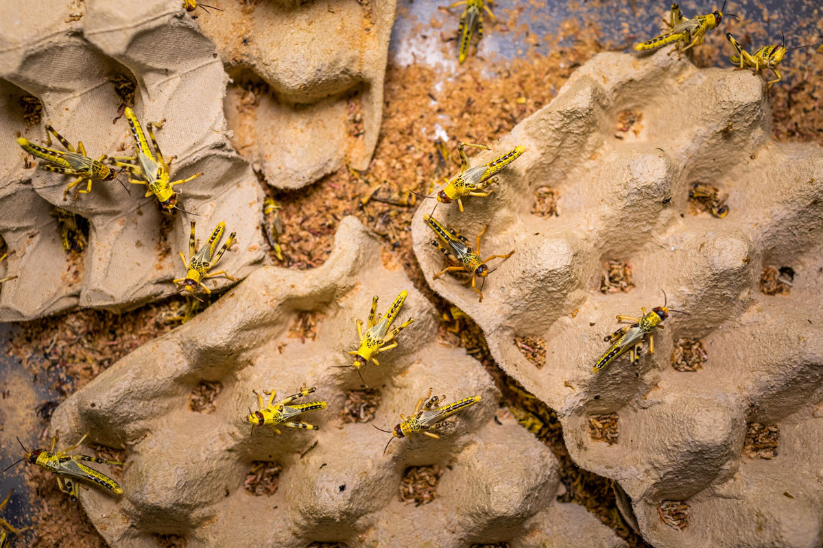 Un allevamento di Locusta Gregaria destinata all'alimentazione animale nella bugsfarm "Italian Cricket Farm" a Scalenghe, Torino, Italia. © Luigi Avantaggiato, Millennium Bugs