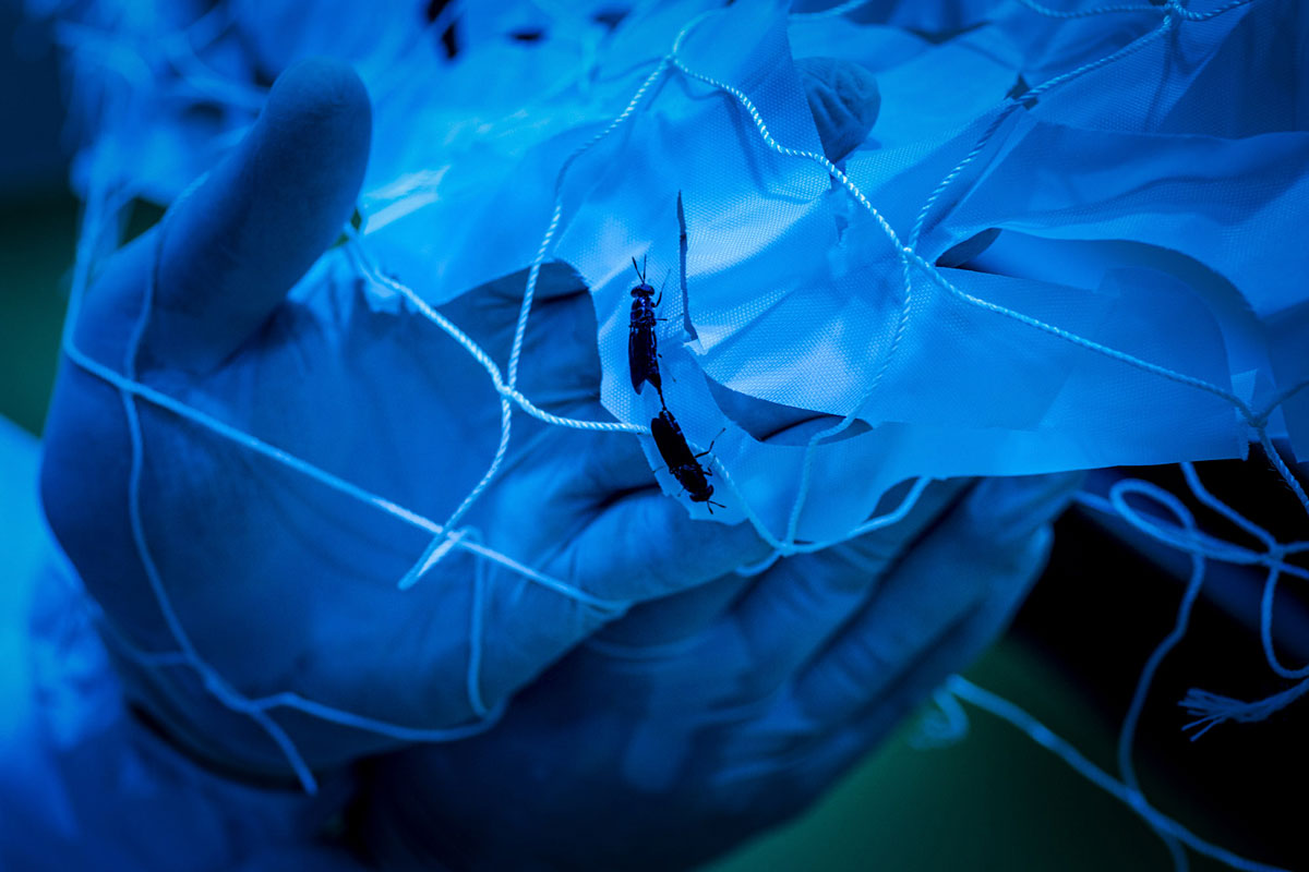 Due esemplari di mosche soldato (Hermetia illucens) si riproducono su una rete di contatto nei laboratori di "BEF Biosystem" presso Calalnoceto, Alessandria, Italia. © Luigi Avantaggiato, Millennium Bugs