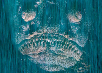 © Pietro Formis, Death in Waiting, menzione d'onore Wildlife Photographer of the Year 2023