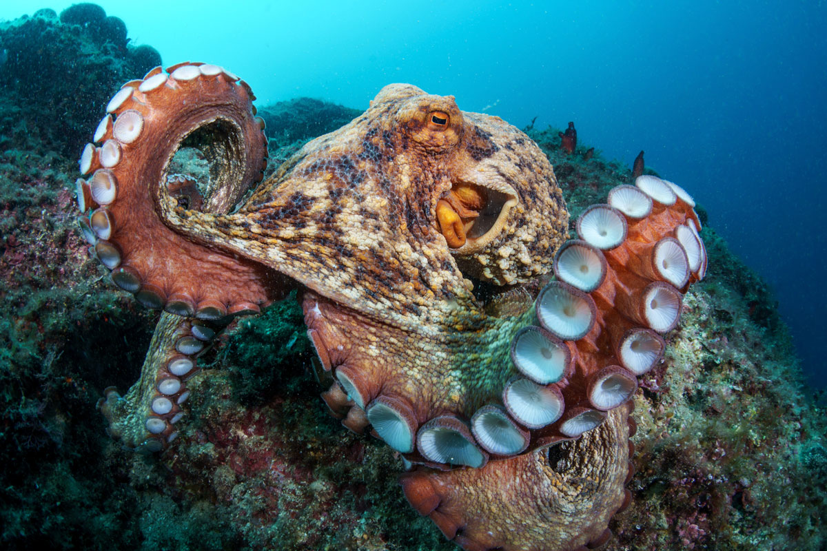 © Pietro Formis, Polpo comune confidente (Octopus vulgaris). Rabac, Croazia