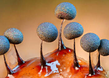 Barry Webb, vincitore categoria Funghi Close-up Photographer of the Year 2023