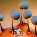Barry Webb, vincitore categoria Funghi Close-up Photographer of the Year 2023