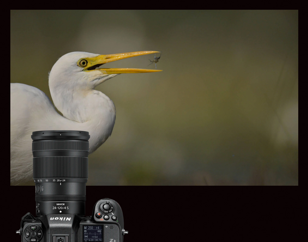 Caccia fotografica con Nikon Z8