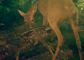 Julia Mejnertsen, HUN. Mostra fotografica Spazio Labo’ | Photography