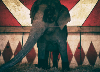 Meraviglie, Chiara Innocenti